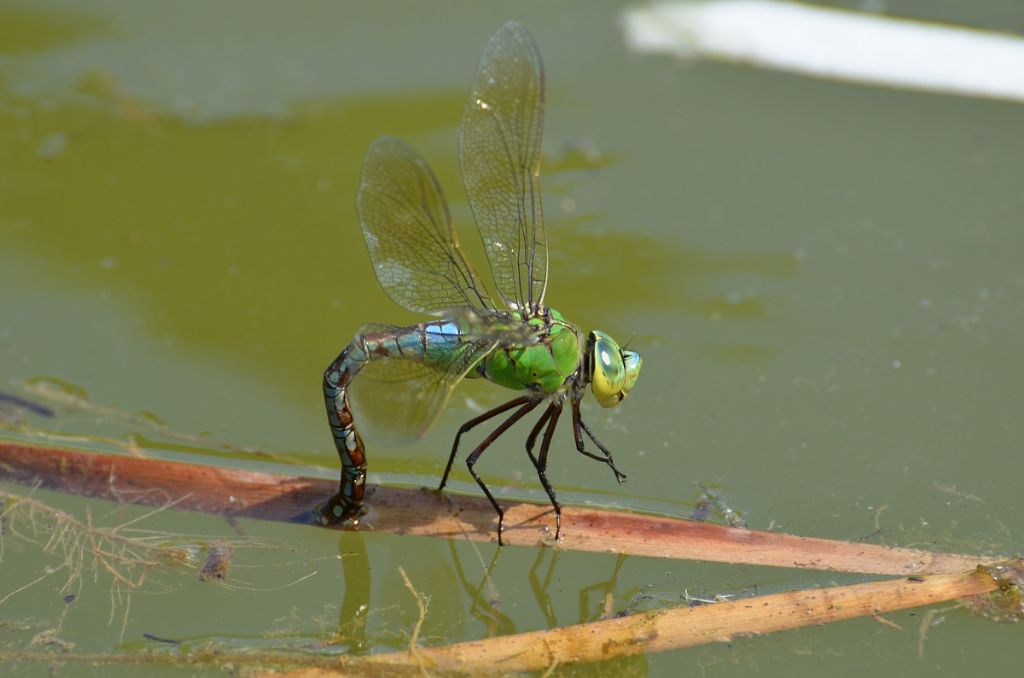Libellula